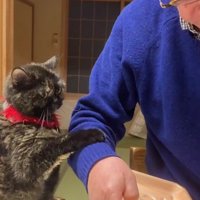 飼い主におねだりをする猫