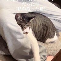 人の足にくっつく猫