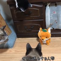 人形に近づく猫