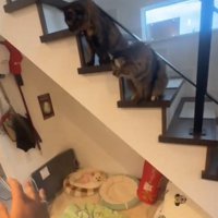階段に座る2匹の猫と犬用ベッドでくつろいでいる犬