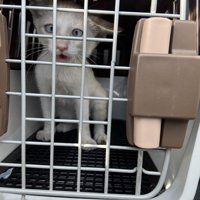 キャリーの中の猫