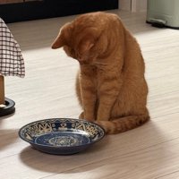 首を曲げてじっと水入れを見つめる猫