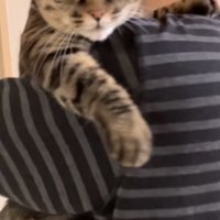 目が見開かれていく猫