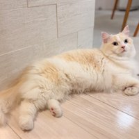 リラックスした体勢で目を見開く猫