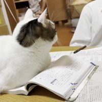 教科書の左半分を占領する猫ちゃんの後ろ姿