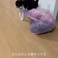 ゴミ袋の端をくわえてゴミ袋を見つめている猫