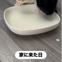 並んでミルクを飲んでいる子猫