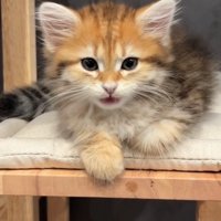 返事する猫