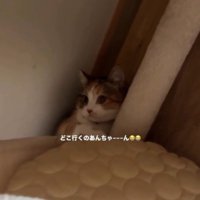 キャットタワーの下の段に移動する猫