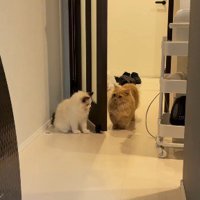 廊下にいる二匹の猫