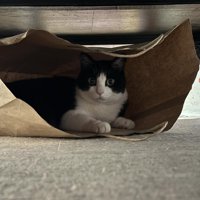 紙袋の中にいる猫