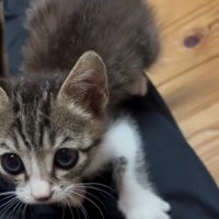 脚にのる子猫