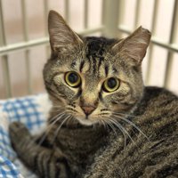 ケージの中で横になっている猫の顔アップ