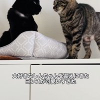 黒猫をごはんに誘いにきたキジトラ猫