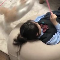 猫じゃらしで遊ぶ女の子と猫