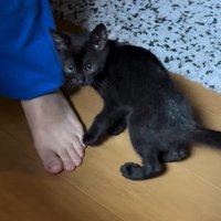 振り向く子猫2