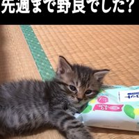 リラックスする子猫