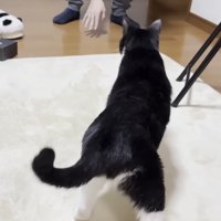 歩く猫の後ろ姿