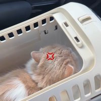 キャリーケースの中の猫