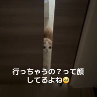 見上げる猫
