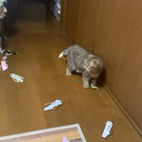 おもちゃを運ぶ猫さんと周囲の光景