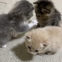 焦げ茶子猫に猫パンチするグレー子猫とそっぽを向くクリーム子猫
