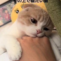 人の手に頭を乗せて下を見る猫