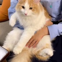 猫を抱っこする女の子