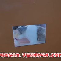 子猫の頃から