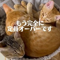 ハンモックの中に押し込めるように入る3頭の猫