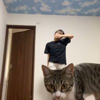 カメラに近づく猫