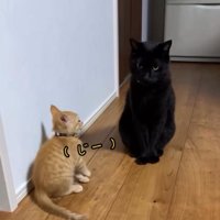黒猫の顔を見つめる子猫