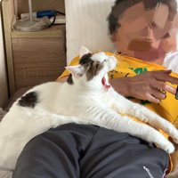 あくびする猫