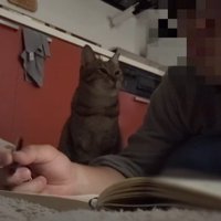見つめる姿