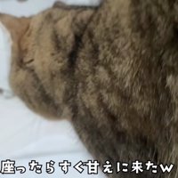 飼い主さんが座ったらすぐ甘えに来るみにらくん