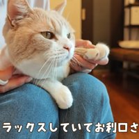 女性に爪切りされる猫