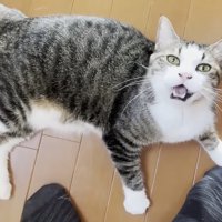 ゴロンで鳴く姿