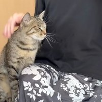 幸せそうな猫