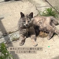 外にいる猫