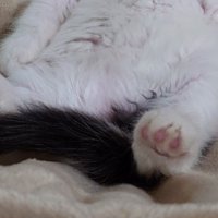 足を投げ出している子猫の下半身