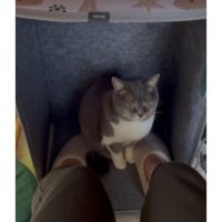 パネルヒーターにいる猫