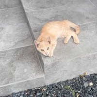 こちらを見つめる子猫