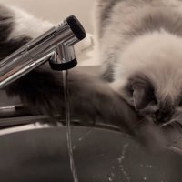 しっぽが顔に当たっている猫