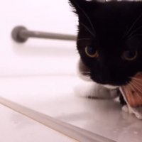 タオルで拭かれる子猫