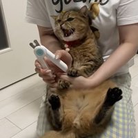 シャーと怒るみにらくん