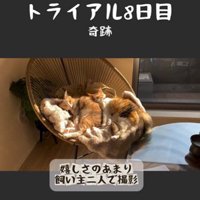 椅子の上で寝ている2匹の猫とそれを撮影している人