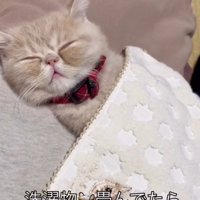 ハンカチをかけて寝ている猫