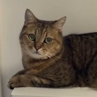 猫さんの顔アップ