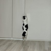 シート剥がそうとする猫