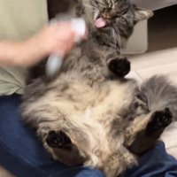 右手を上げる猫